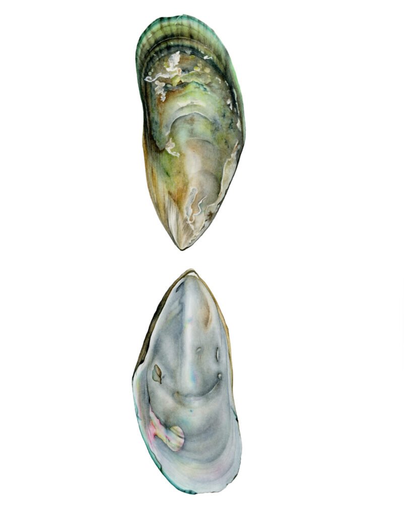 Mussels final tratada