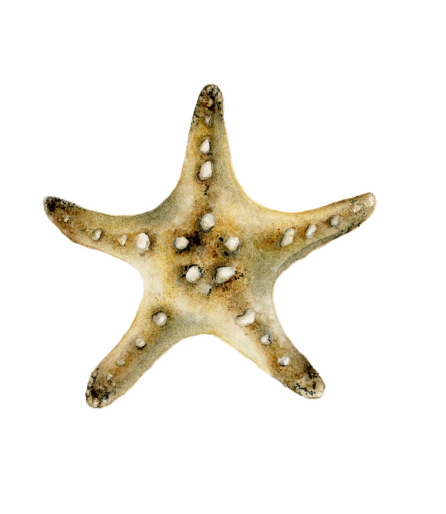 ESTRELA